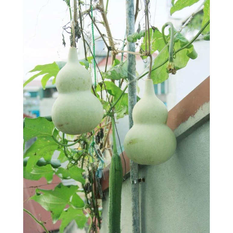 Hạt giống bầu hồ lô cao sản F1 - 1 gói 10 hạt - tặng kèm 3 viên nén ươm hạt - DC