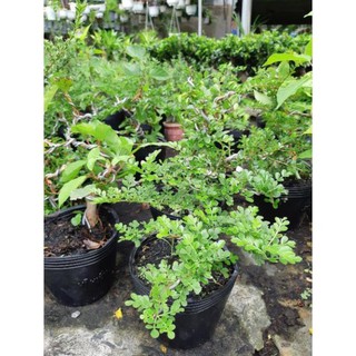 cây cần thăng bonsai