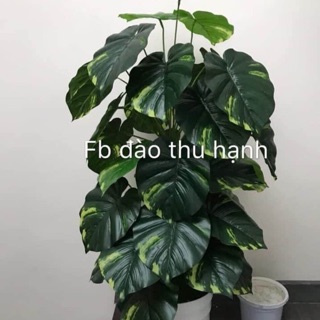 Cây Trầu bà giả - giá đã bao gồm chậu