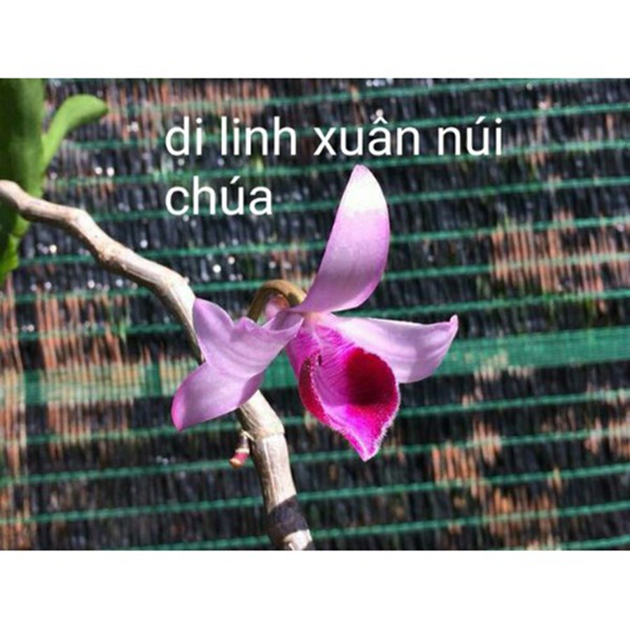 combo 3 cây phong lan di linh xuân