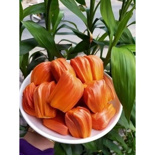 Cây Mít ruột đỏ INDO ( giống chuẩn )