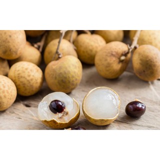 CÂY GIỐNG NHÃN ĐƯỜNG PHÈN [ SIÊU SỚM ].