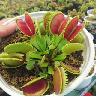 Hạt giống cây Bẫy Kẹp/ Cây bắt bồi