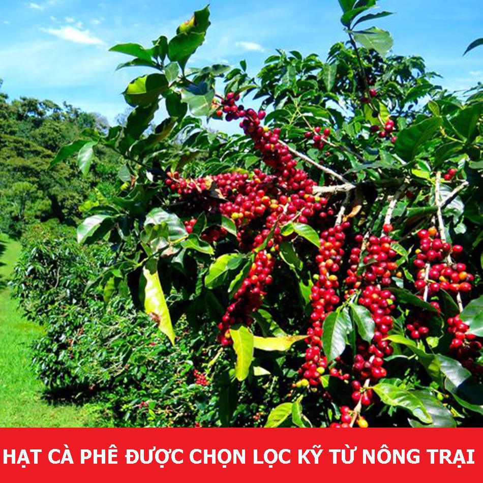 [ Trợ Giá Sốc ]  Cà Phê Rang Xay THIÊN HOÀNG PHÚC, Hạt Nguyên Chất Rang Mộc Vị Đậm Đà, Hậu Ngọt Thanh ( 500Gr)