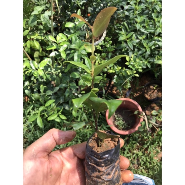Giống trà My đỏ cung đình