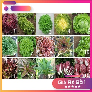 Tổng hợp các loại hạt giống xà lách nhập khẩu năng xuất cao (nảy mầm 95%) - HGNK