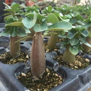 Hạt giống sứ kim tử tháp
