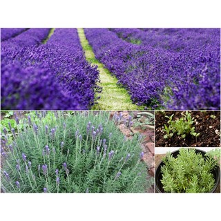 HẠT GIỐNG HOA OẢI HƯƠNG