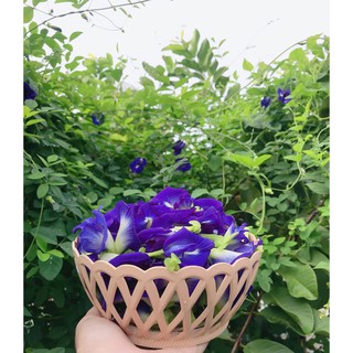 Hoa đậu biếc sấy khô