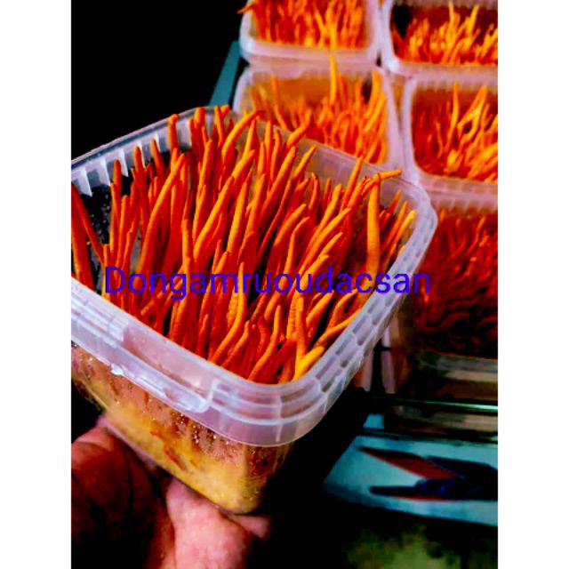 Combo 10 hộp đông trùng tươi chỉ giao hà nội