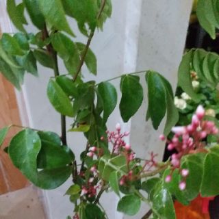 Cây khế nhật chua.