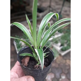 Cây giống cỏ lan chi (dây nhện)