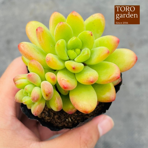 Sen đá sỏi thiên thanh xanh Đà Lạt size bé cây cảnh trang trí nhà cửa Toro garden