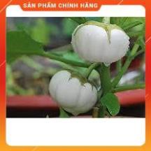 HẠT GIỐNG CÀ BÁT TRẮNG CAO SẢN