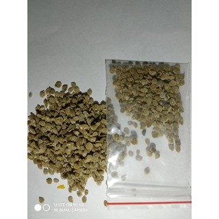 30 Hạt giống cà chua socola