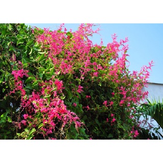 Dây hoa Tigon/ hoa tim vỡ leo- Hoa đẹp rang trí sân vườn- Decor-Phong thuỷ-Cây hoa kiểng Đồng Tháp