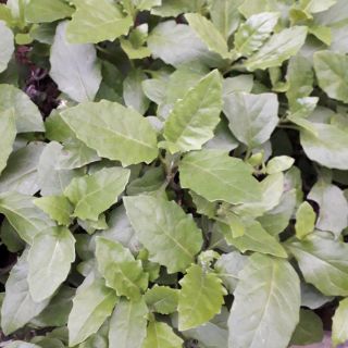 5 Gốc cây bầu đất, cây kim thất