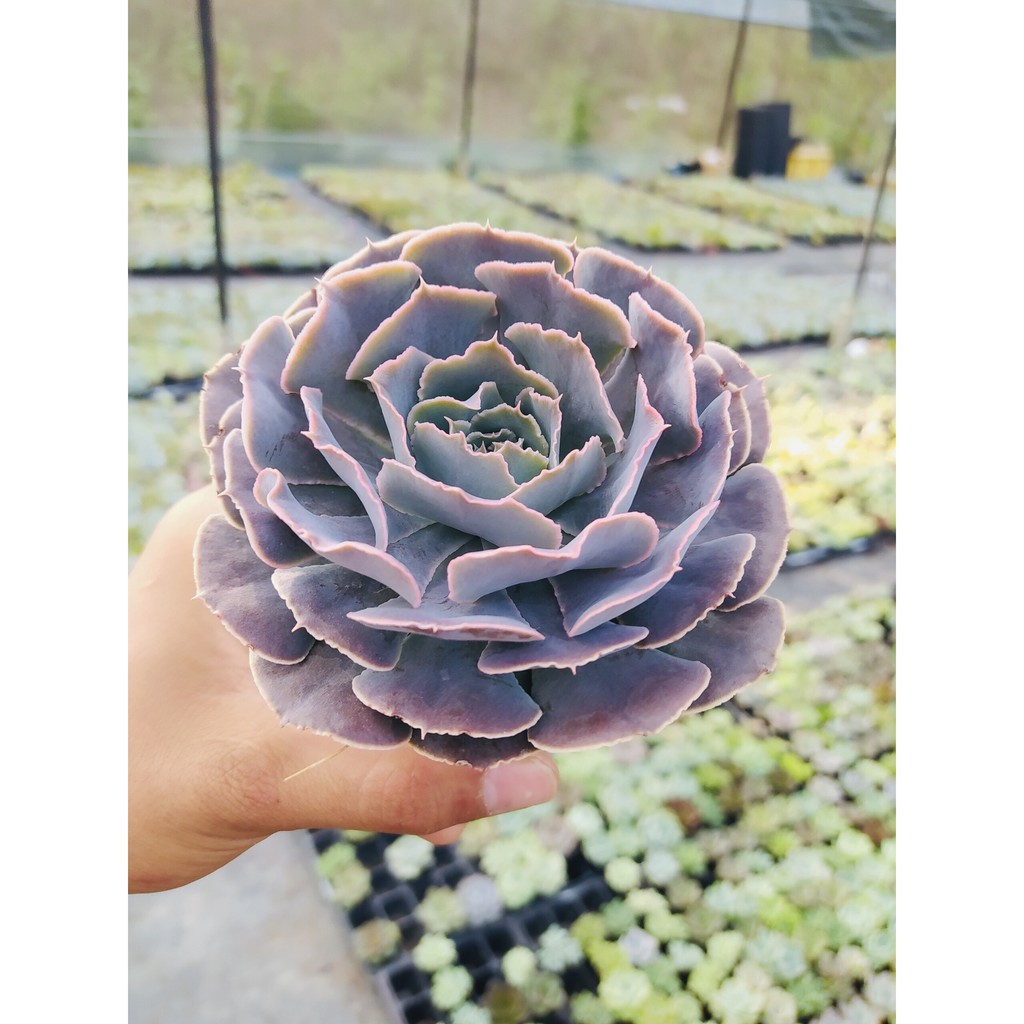 Sen đá bắp cải light purple SONDA GARDEN size trung bình 10-12cm, xuất xứ Đà Lạt, khoẻ đẹp, lỗi 1 đổi 1