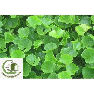 Hạt Giống Rau Má Lá Nhỏ Dễ Trồng, Năng Suất Cao