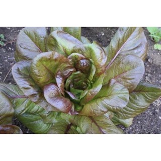 [Big Sale] Hạt giống xà lách mỡ tím (roime tía)