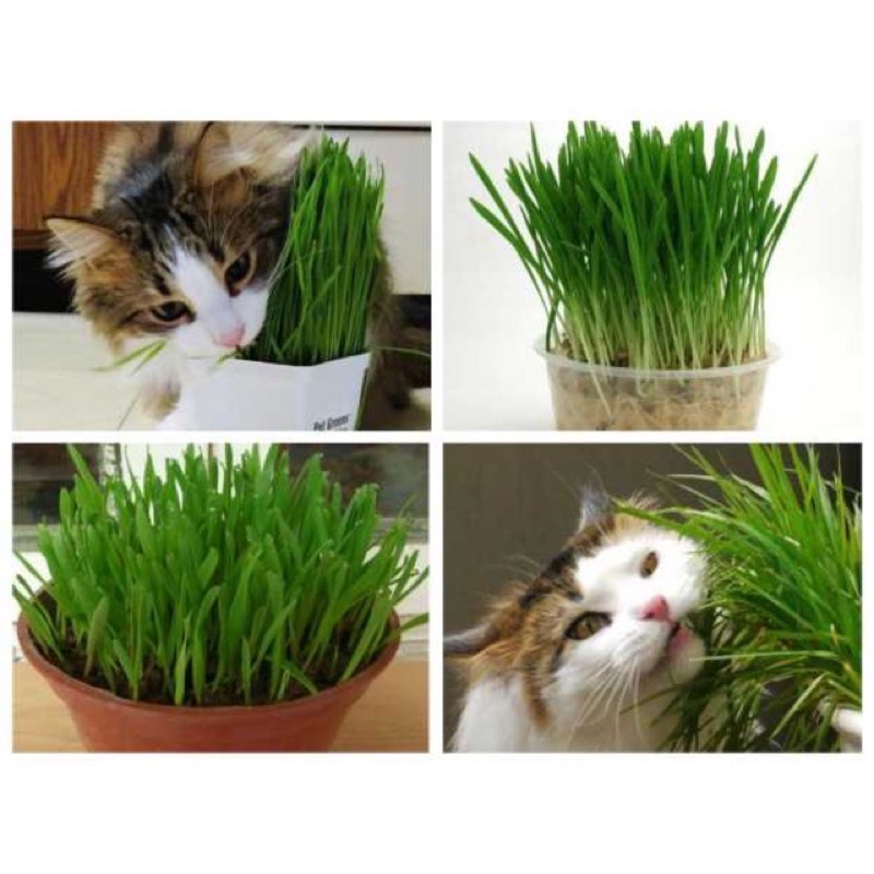 Hạt giống cỏ mèo giúp hõ trợ tiêu hoá túi zip 50gram
