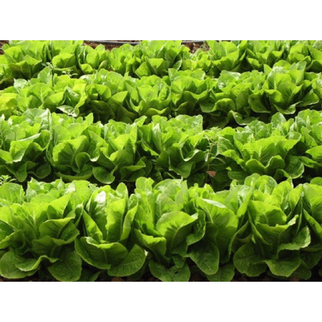 HẠT GIỐNG RAU XÀ LÁCH ĐĂM, HẢI PHÒNG  TUYỂN ĐẠI LÝ TOÀN QUỐC