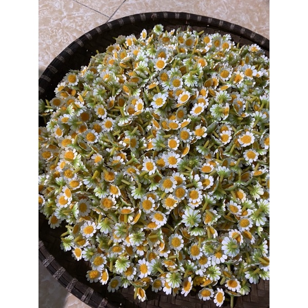 500 đầu bông cúc tana