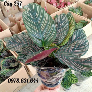 Cây Đuôi công để bàn mang lại May Mắn và Tài Lộc