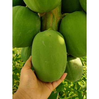 Đu đủ xanh sạch 100% 1kg #duduxanh