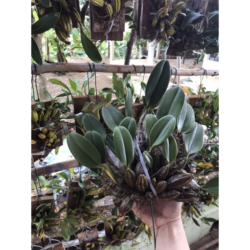 🍀HÀNG ĐẸP🍀Hoa Lan vẩy rồng đang nụ