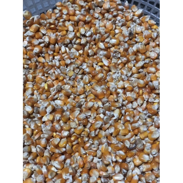 Ngô hạt -1kg