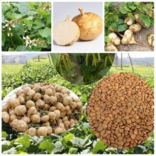 Hạt giống Củ đậu
