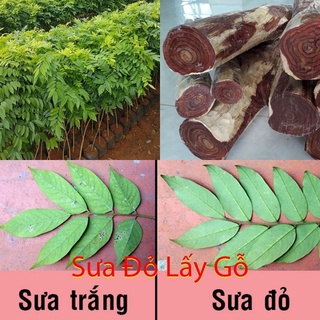 Combo 12 cây giống cây xưa đỏ chuẩn - bảo hành trọn đời.