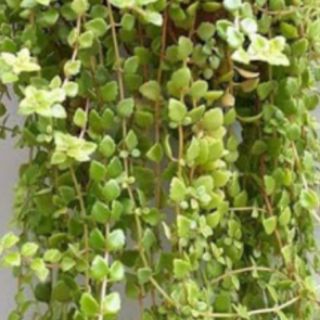 Cây vẩy rồng 6 cây