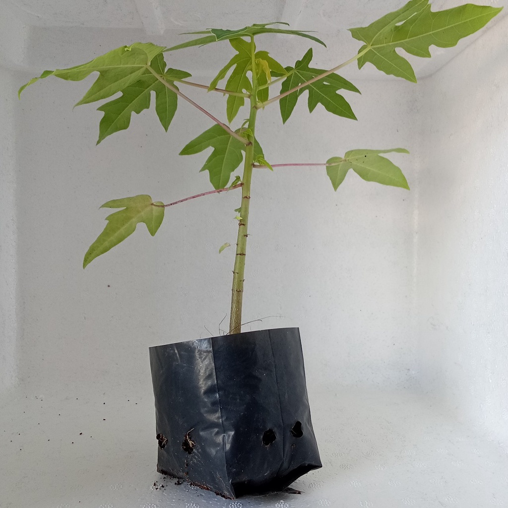 Cây giống đu đủ lùn ,da vàng, siêu trái