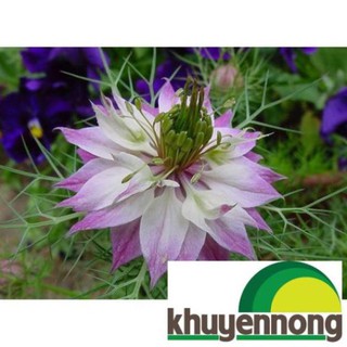 Hạt giống hoa bảo thạch ba tư nhiều màu