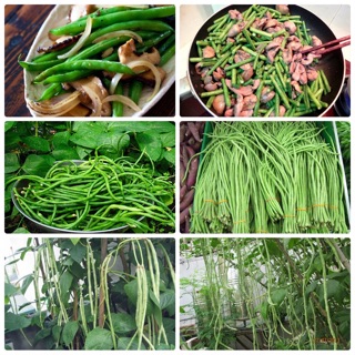 Hạt giống Đậu đũa Cao sản 20 gr