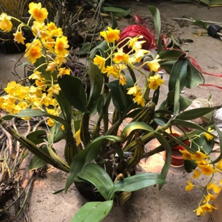 Phong lan Sơn thuỷ tiên (giò)