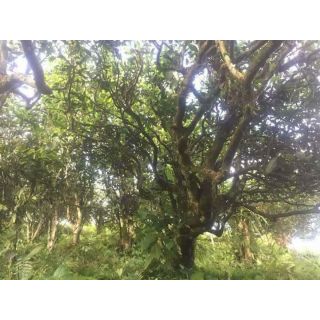 Chè shan tuyết cổ thụ. Loại đặc biệt.