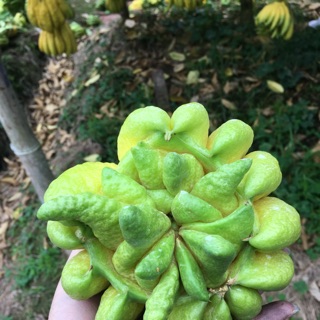 Phật thủ.