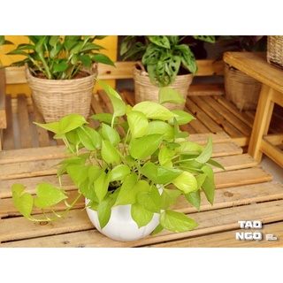 Cây Trầu bà - cây phong thủy để bàn