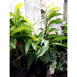 CÂY HOA NGỌC LAN TRẮNG
