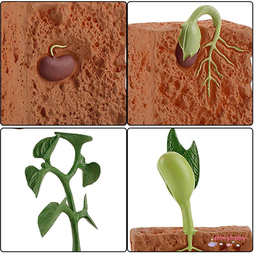 【OMB】 Simulation Life Cycle Of Green Bean Plant Growth Cycle Model Action Figures