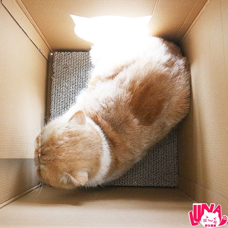 Hộp Box Cào Móng Cho Mèo - Kèm Bàn Giấy Cào Móng (Tặng Catnip)