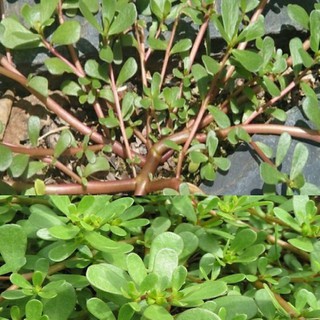 Bụi cây rau sam , cây sâm đất cây mã xỉ hiện vị thuốc trường thọ