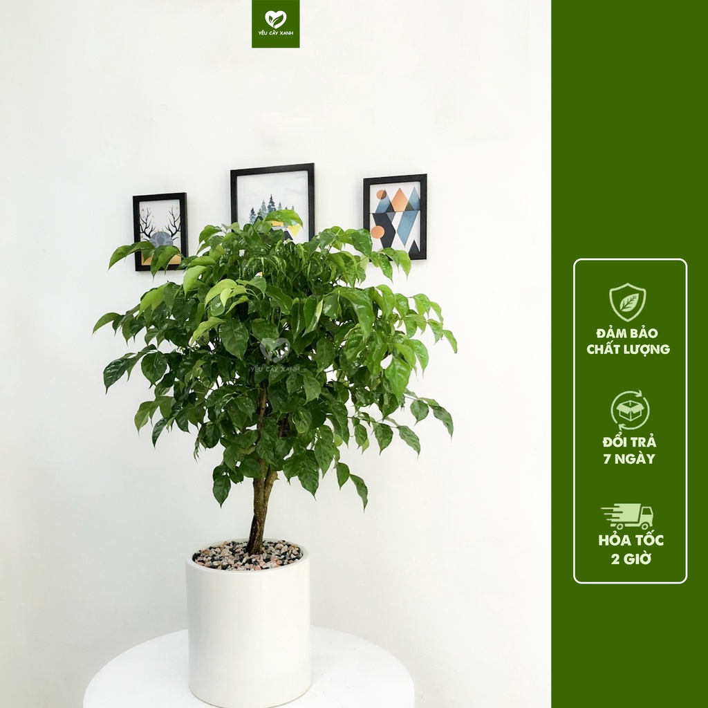 Cây Hạnh Phúc thân gỗ nội thất