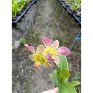 Lan denro Chớp 10% ( cây cao 15cm)