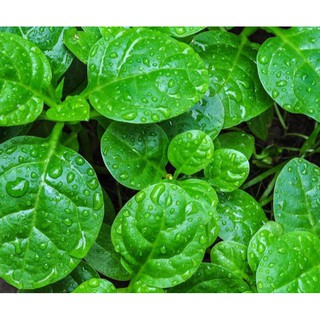 Hạt giống mồng tơi lá to