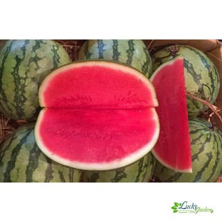 10 Hạt giống Dưa hấu Không hạt (tặng gói kích nẩy mầm và hướng dẫn) XTRA TẶNG KÈM PHÂN VÀ KÍCH MẦM