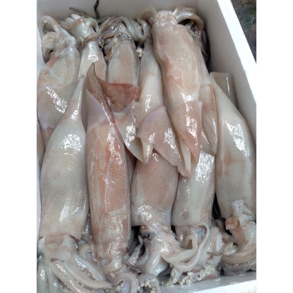 (SBFoods-CHUYÊN SỈ) Mực ống size to 4-5 con khay 1kg
